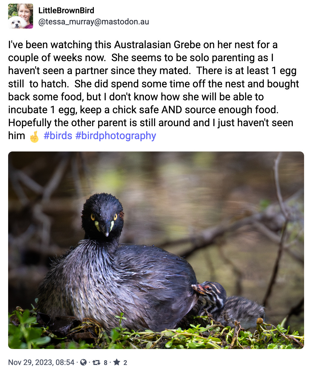 I've been watching this Australasian Grebe on her nest for a couple of weeks now.