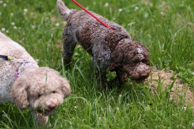 Star, walked by Amanda Humphrey, and Luca, walked by Margaret Townsend, are purebred Italian Lagotto Romagnolos that are talented at following the scent of truffles, which grow beneath the ground. 
May 17, 2023