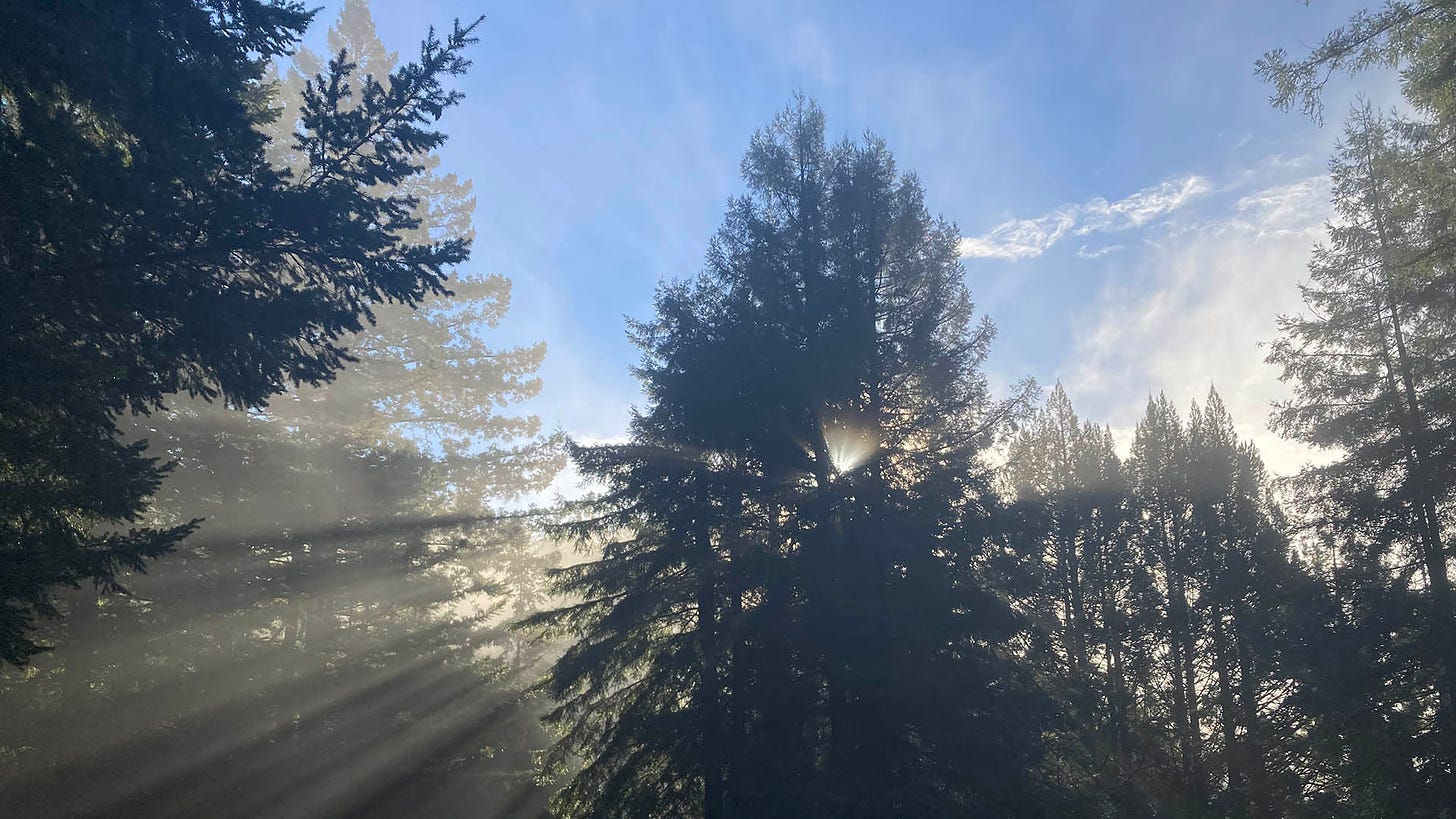 Sunlight streaming through a forest of pine trees against a blue sky with a few whispy clouds. 