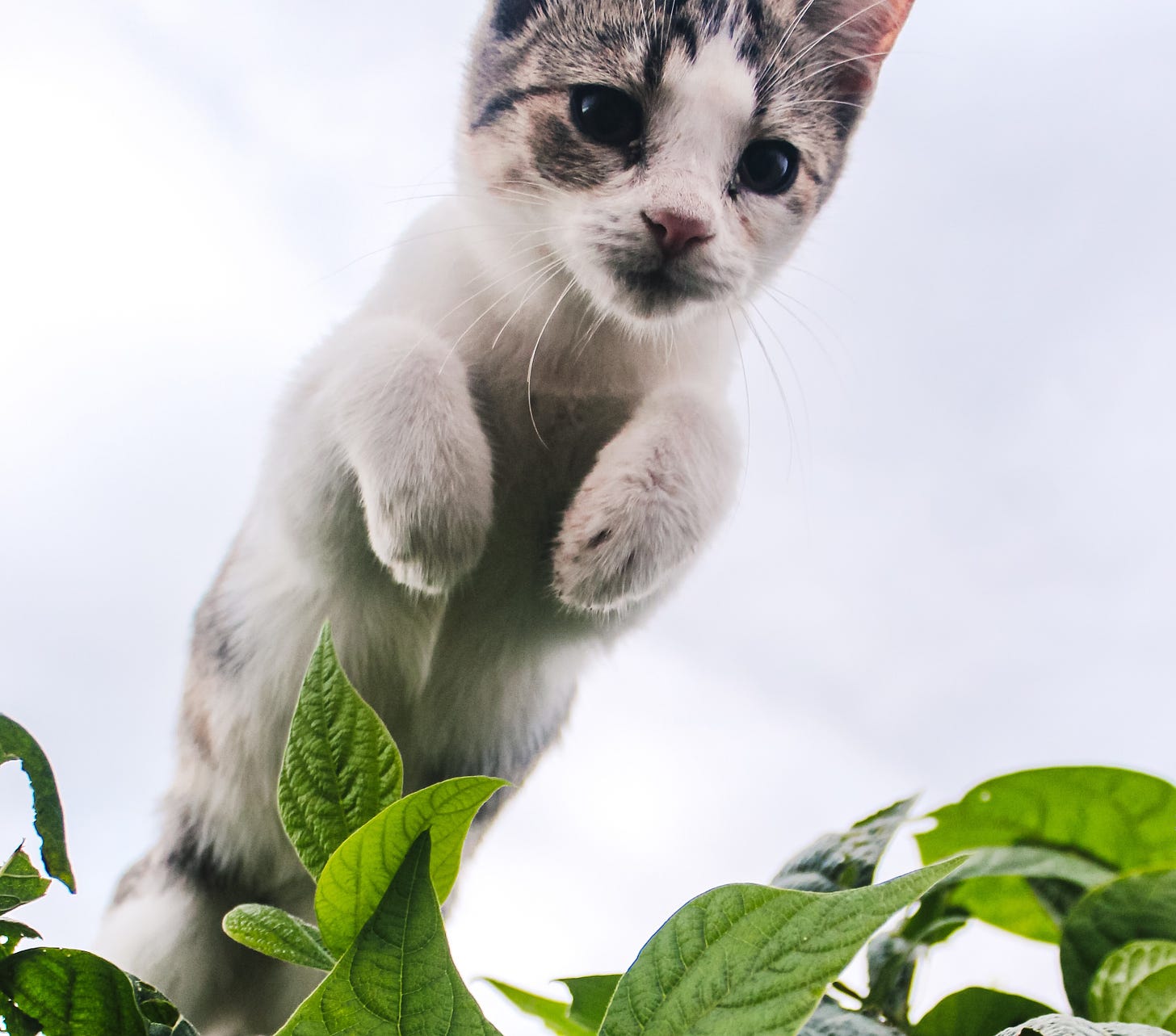 A grey and white cat with mostly white fur leaping over leaves outdoors