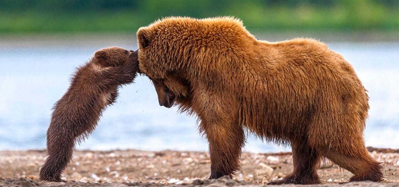 10 Unbearably cute photos of bears and their cubs