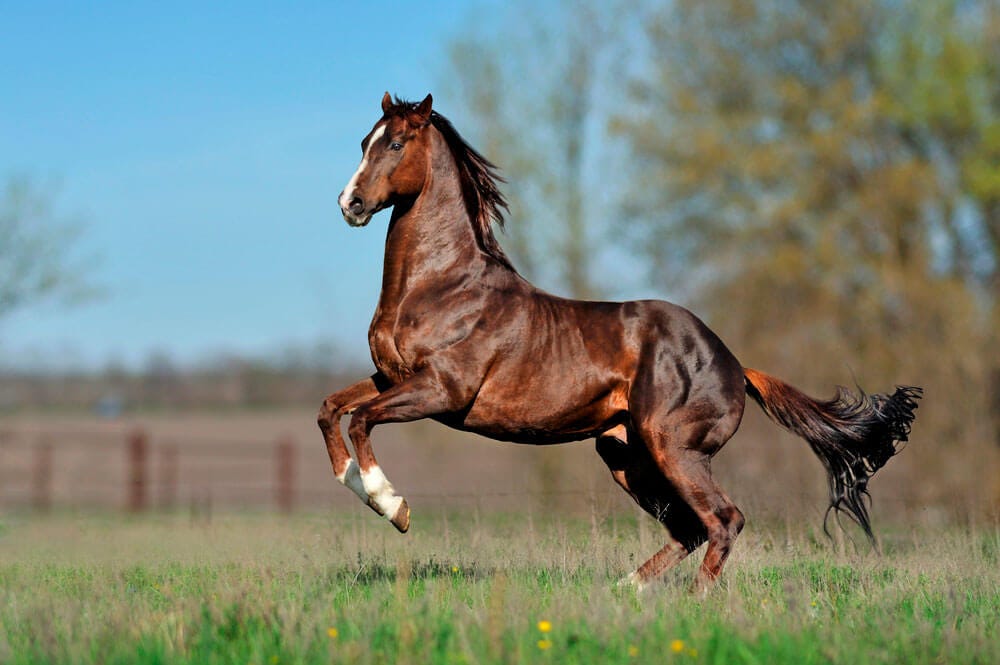 Turkoman Horse Breed Facts • Horsezz