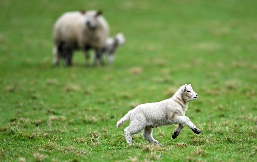 A lamb frolics in a field.