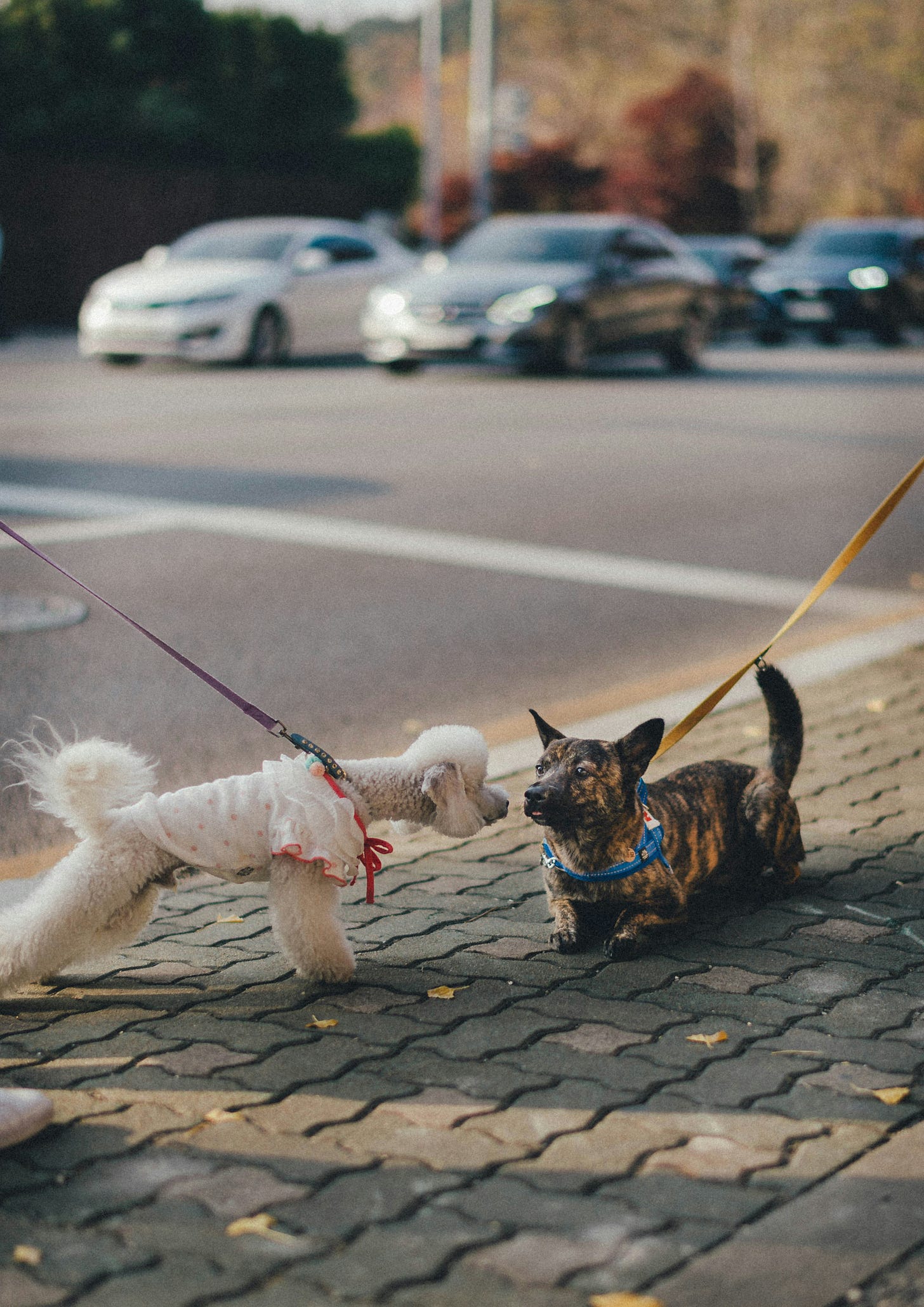 A small white dog (poodle) greeting a small brown dog (breed unknown)