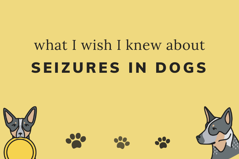 Illustrations of Scout the Australian cattle dog below a title reading what I wish I knew about seizures in dogs