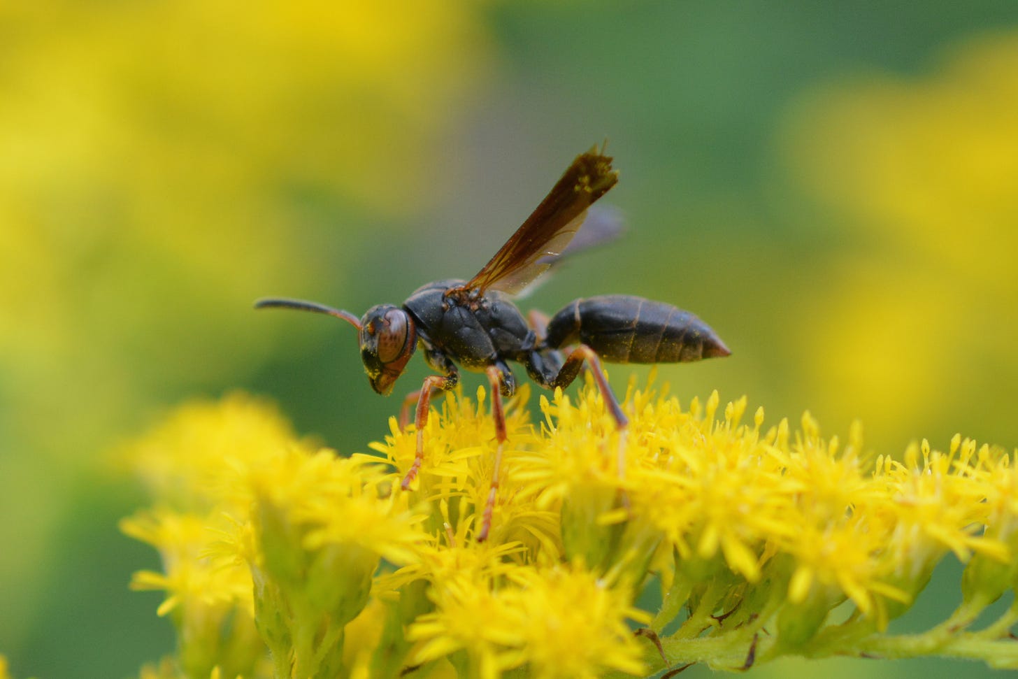 Wasps – Native Beeology