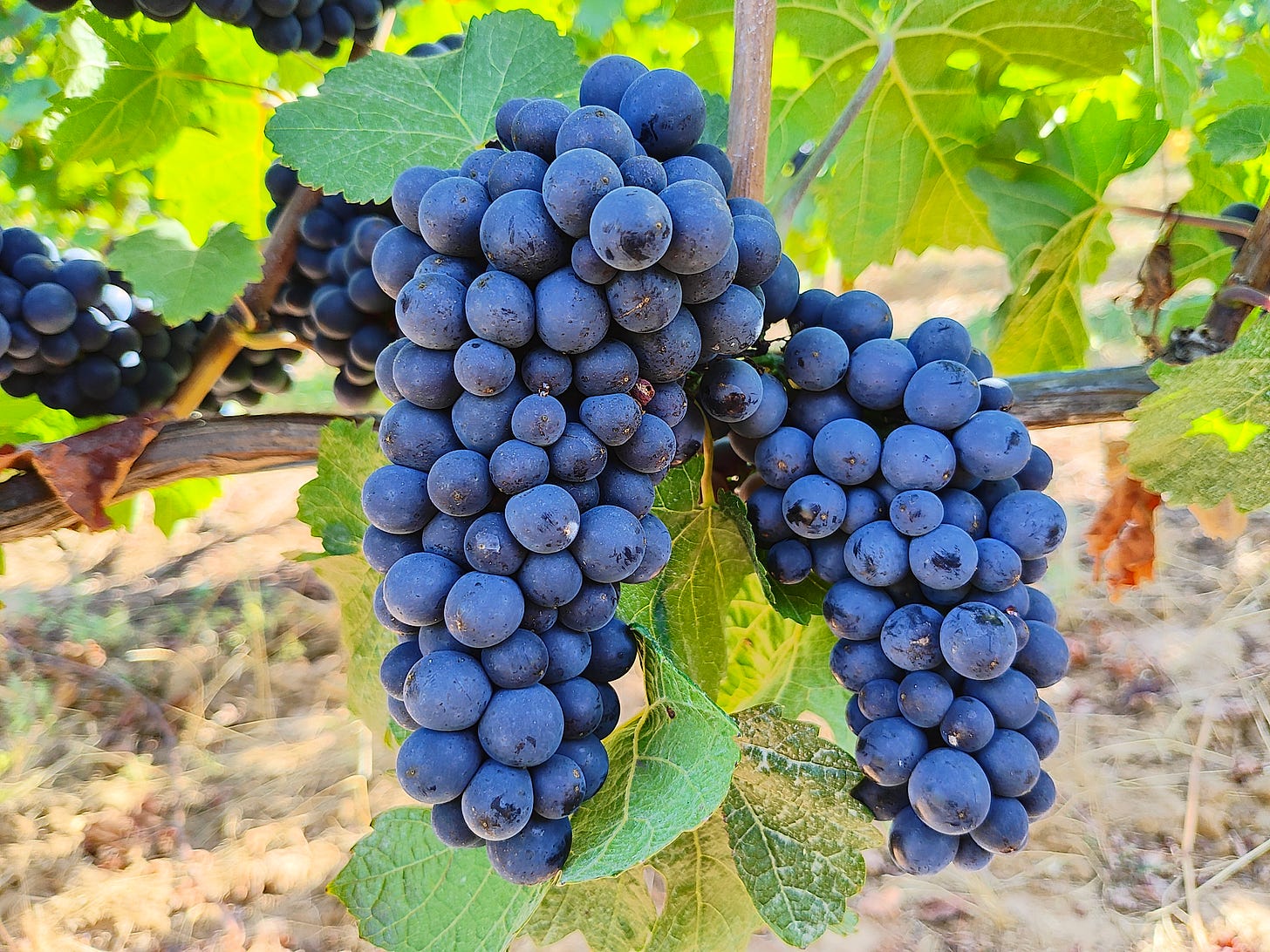 Pinot Noir clusters ready for The Great Cluster Pluck.