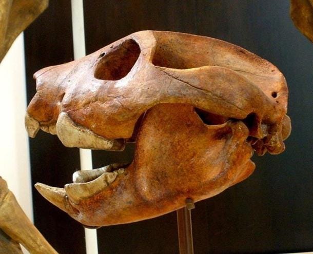 Cráneo de T. carnifex (CC BY-SA 3.0)