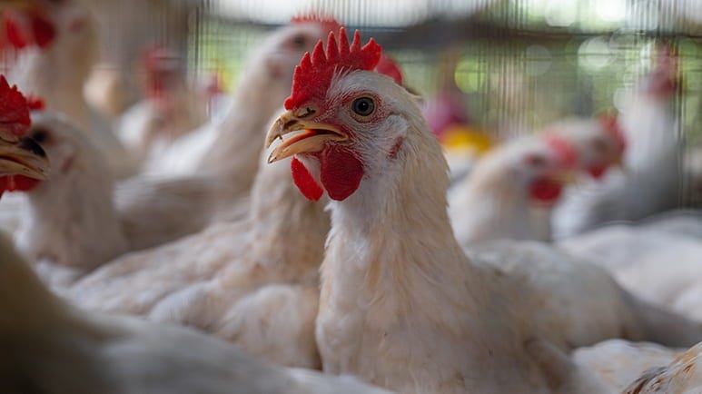 grotesque bird flu scam how colds flus treated