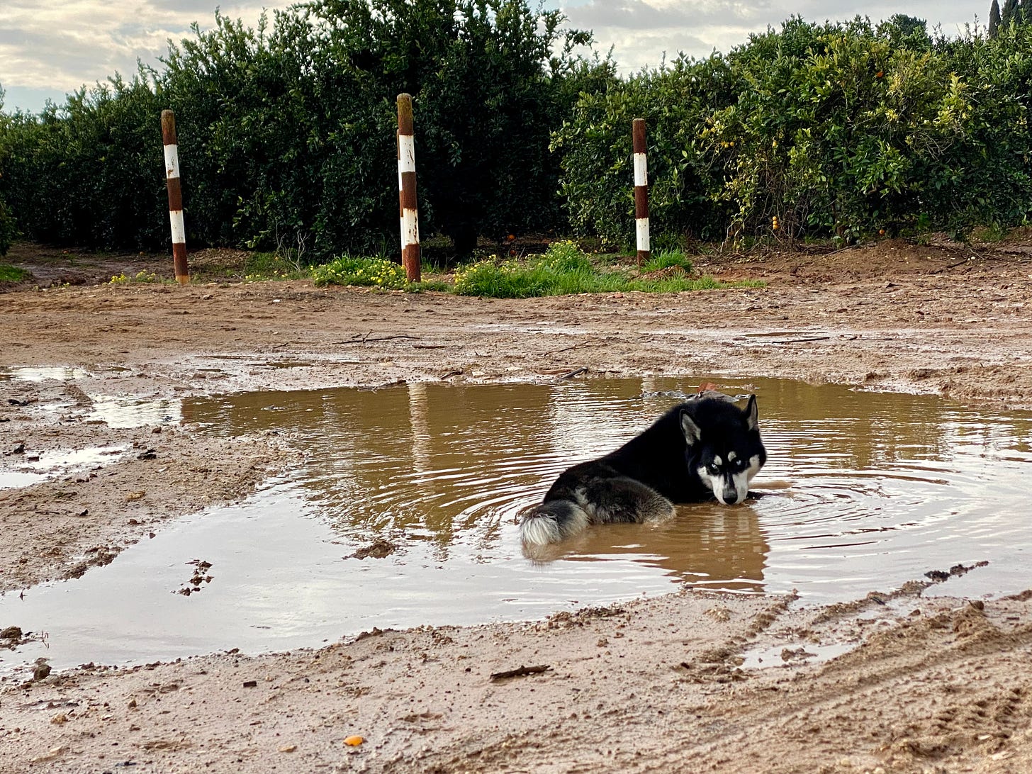 Husky dog in a muddy puddle