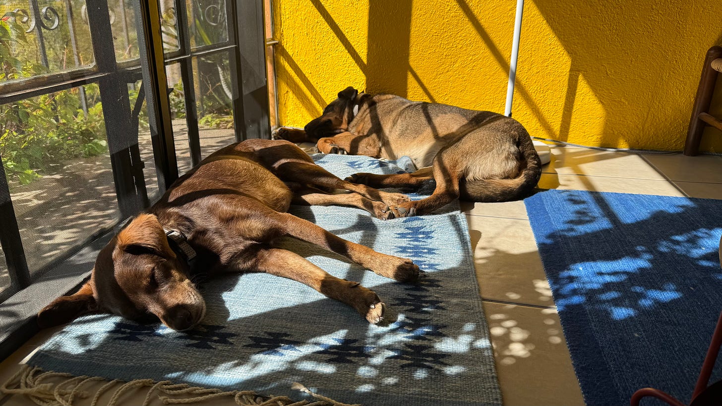 Tigre and Loo asleep in the sun.