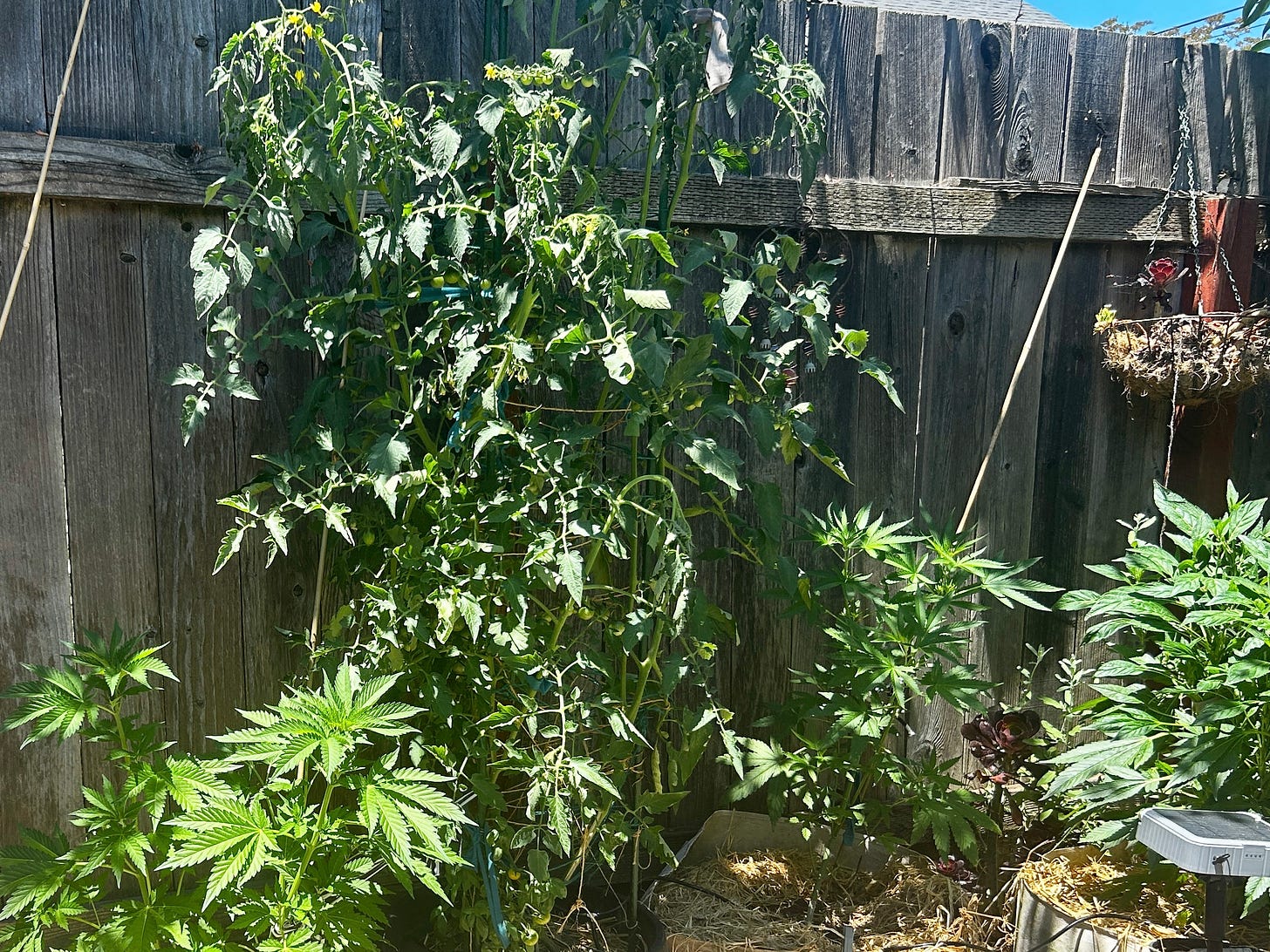 tomatoes and cannabis in the garden