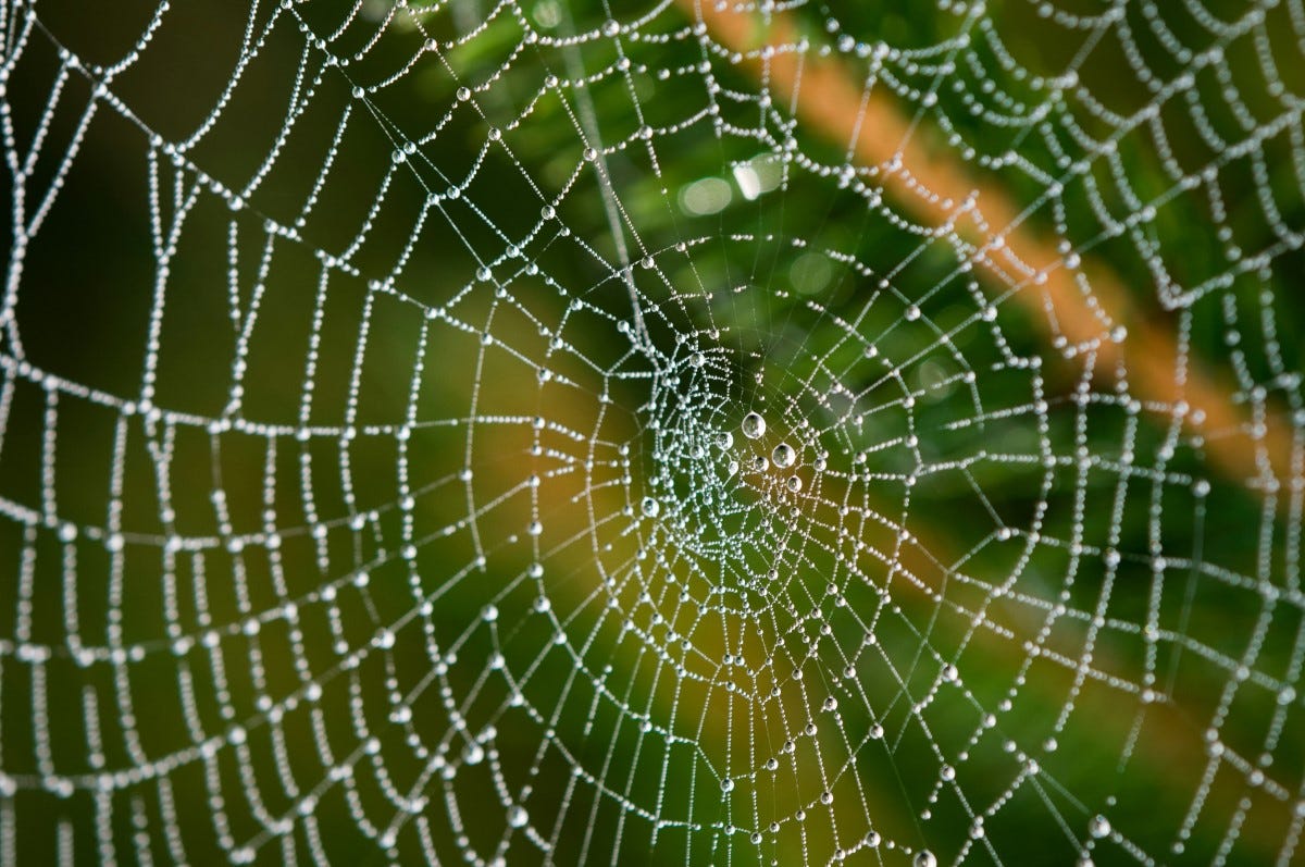 spider web with dew drops on green background