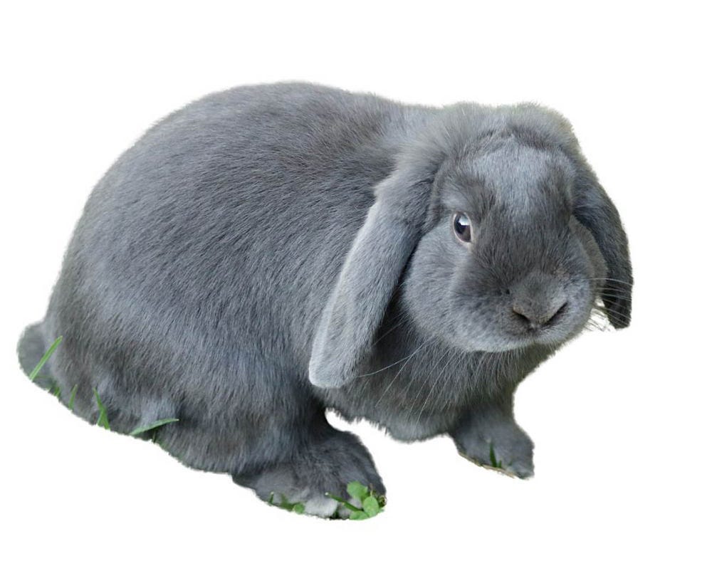 Mini lop rabbit