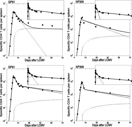 FIGURE 1. Fitting the dominant gp61 and the subdominant NP309 CD4+ T cell responses individually. Dashed lines, Memory cells M; solid lines, activated cells A, heavy solid lines, totals M + A. Top, Model with one contraction phase (i.e., Δ = α = 0). Bottom, Model with biphasic contraction phase (i.e., Δ > 0 and α > 0). Insets, The same data for the entire time series of 921 days. See Table I for parameter estimates.