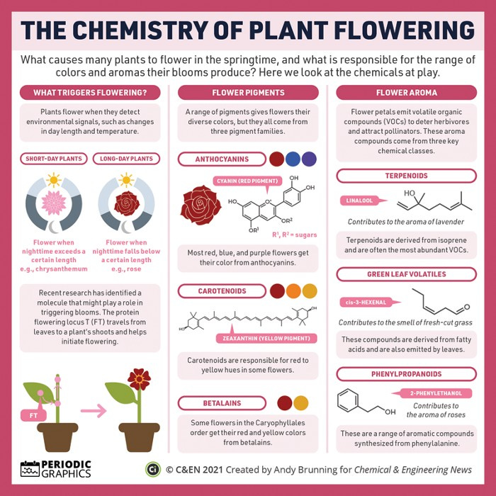 A three-column infographic focusing on various aspects of flower chemistry. 

The first column examines what makes plants bloom. Plants flower when they detect environmental signals, such as changes in day length and temperature. The substance that triggers flowering is known as florigen. For decades, it was a hypothesized substance, but recent research has identified a protein, flowering locus T, that travels from leaves to a plant's shoots and helps initiate flowering.

The second column looks at the pigments that give flowers their color. These pigments come from three families. Most red, blue, and purple flowers get their color from anthocyanins. Carotenoids are responsible for red to yellow hues in some flowers. Some flowers in the Caryophyllales order get their red and yellow colors from betalains. 

The third column examines flower aroma. Flower petals emit volatile organic compounds (VOCs) to deter herbivores and attract pollinators. These aroma compounds come from three key chemical classes. Terpenoids are derived from isoprene and are often the most abundant VOCs. Green leaf volatiles are derived from fatty acids and are also emitted by leaves. Phenylpropanoids are a range of aromatic compounds synthesized from phenylalanine.