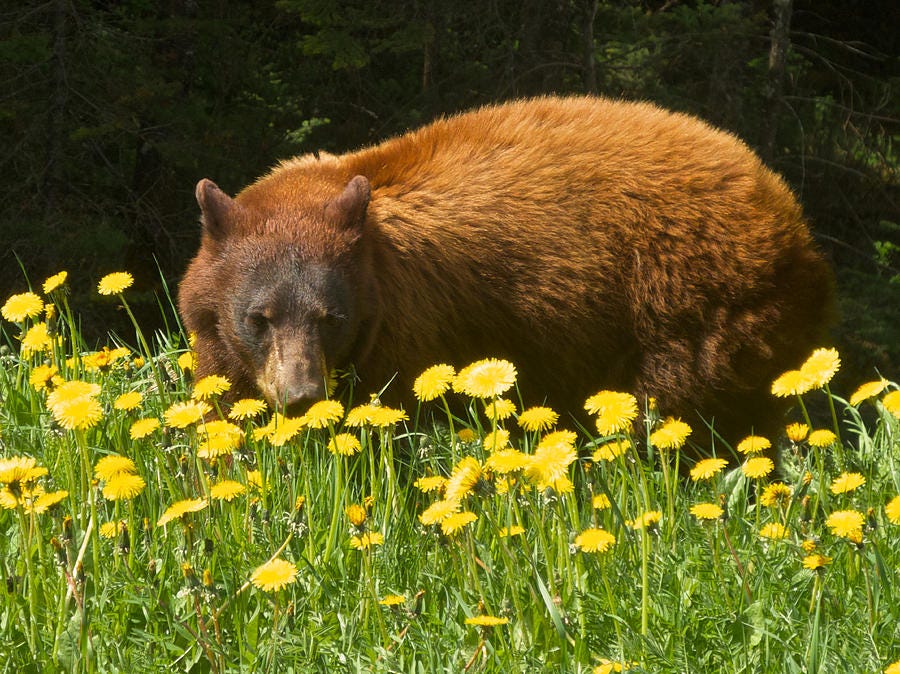 Grizzly Bear Eating Dandelions near Road through Kootenay National Park,  British Columbia, Canada Photograph by Ruth Hager - Pixels