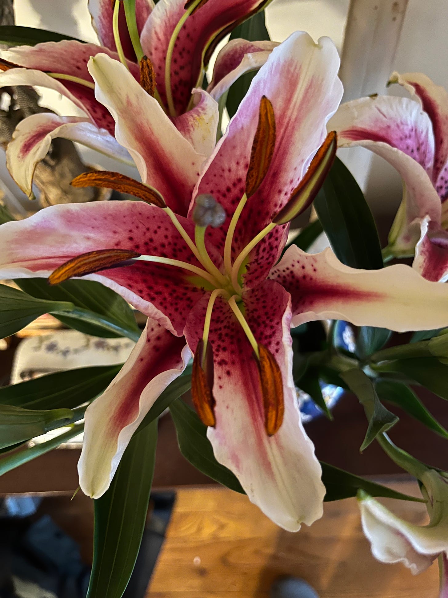 A Stargazer Lily in full bloom