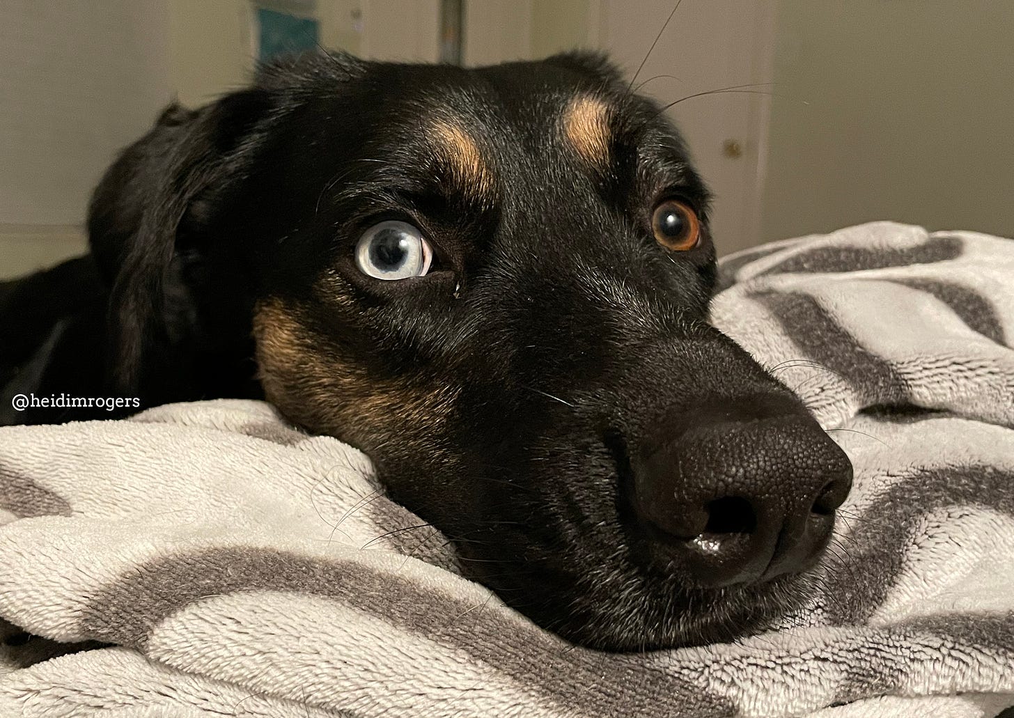 Black dog with bits of brown fur, one icy blue eye and one brown eye, resting her head on a gray blanket