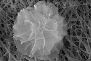 This elegant nanoflower adds antioxidant, antibacterial and antibiofilm properties when applied to electrospun nanofiber bandages.