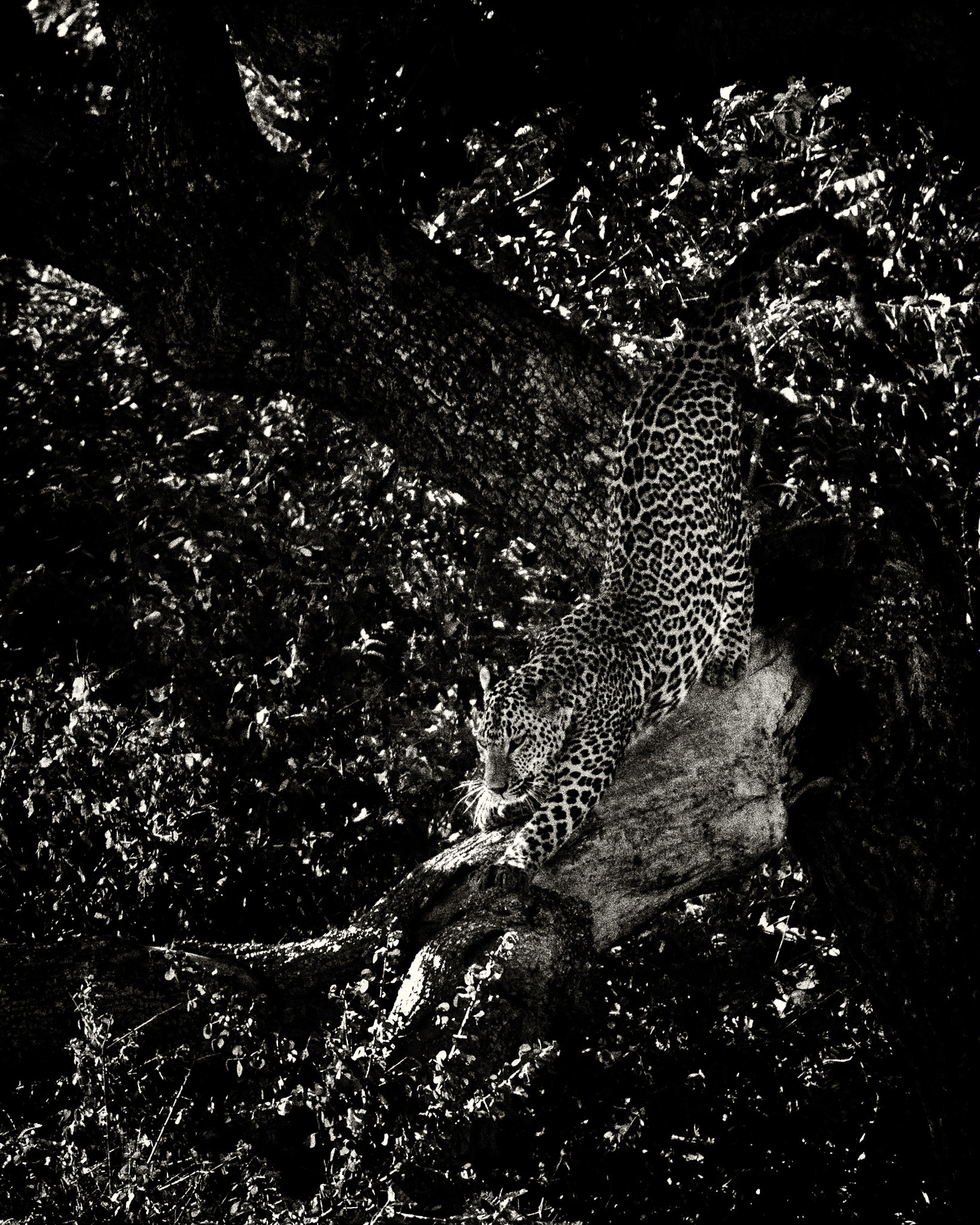 black and white photograph of leopard 