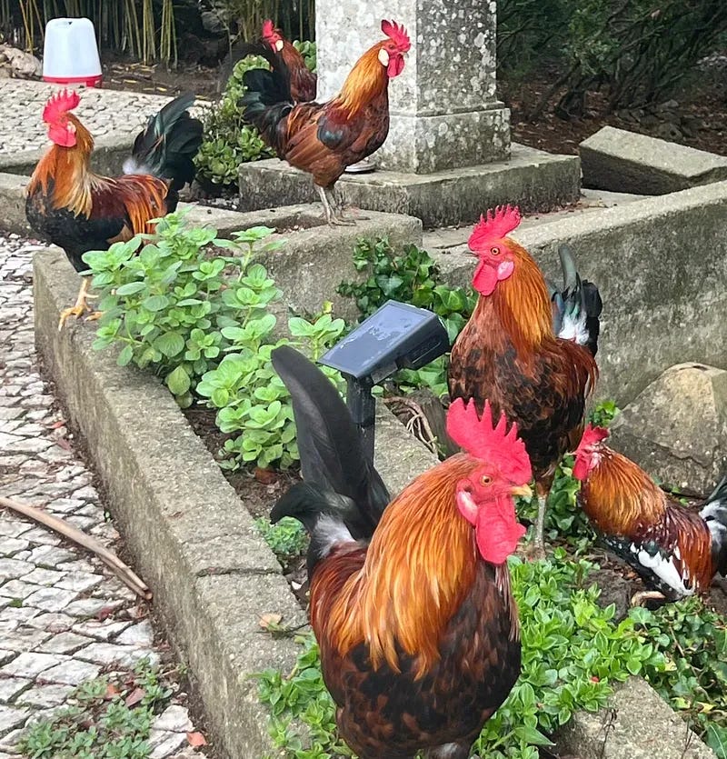  flock of rust and black roosters in terraced garden