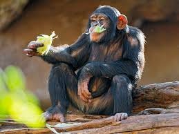 Chimpanzee eating salad | A young male ...