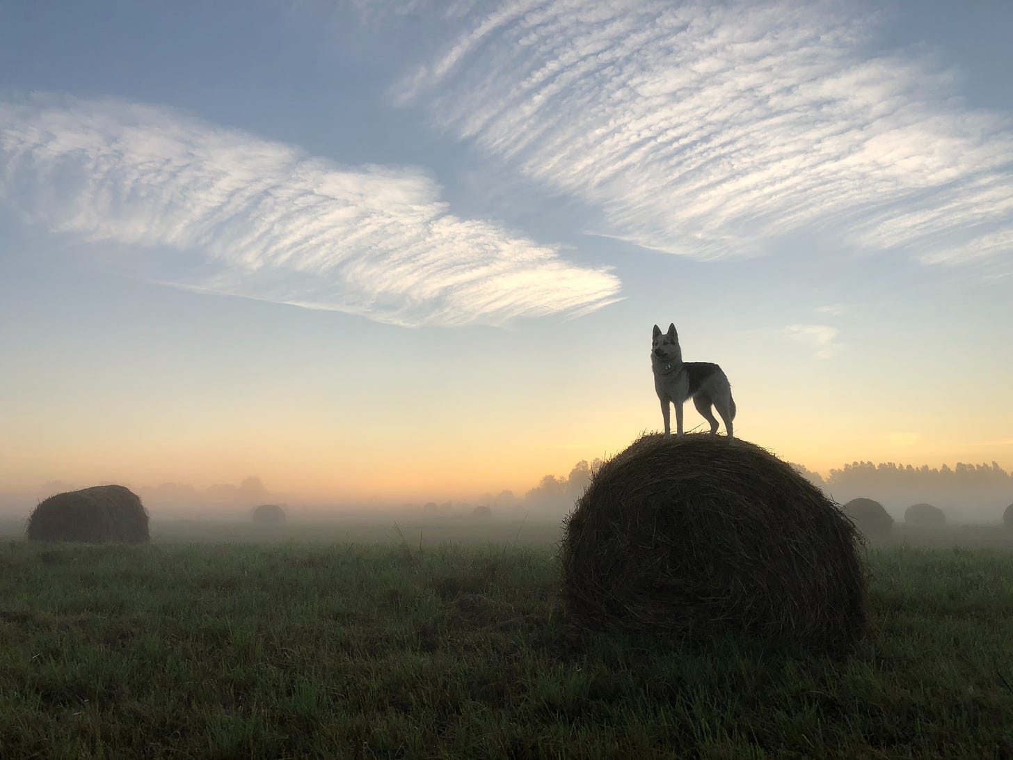 Photograph of a wolflike dog standing proudly atop a hay bale in a misty field at sunrise.