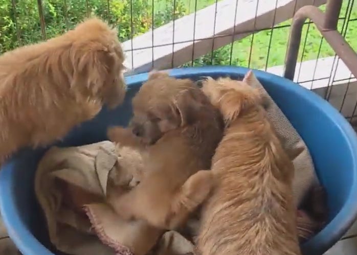 A Norfolk Terrier puppy and two older dogs in a plastic tub