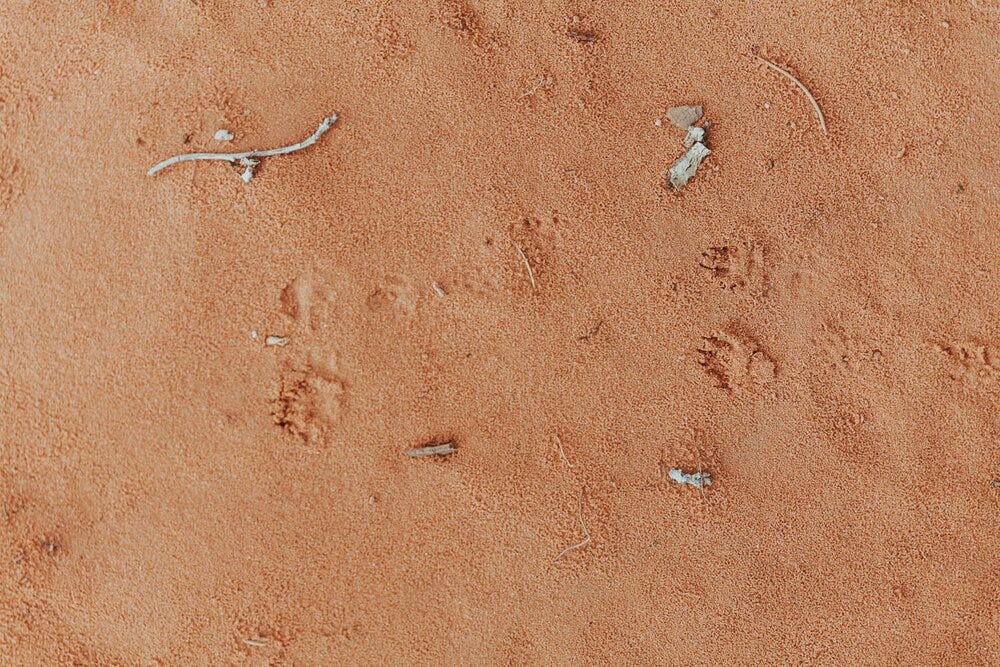 Whose footprints?