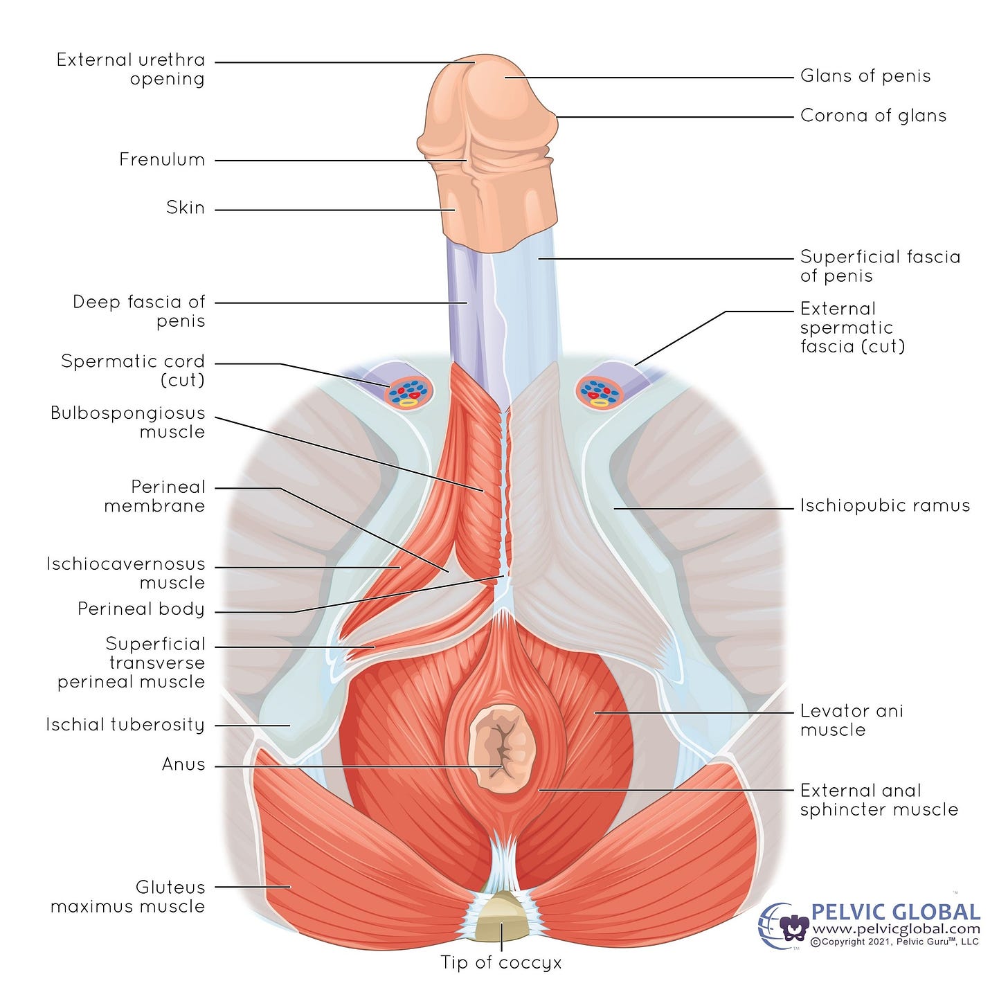 Bottom View of the male pelvic floor