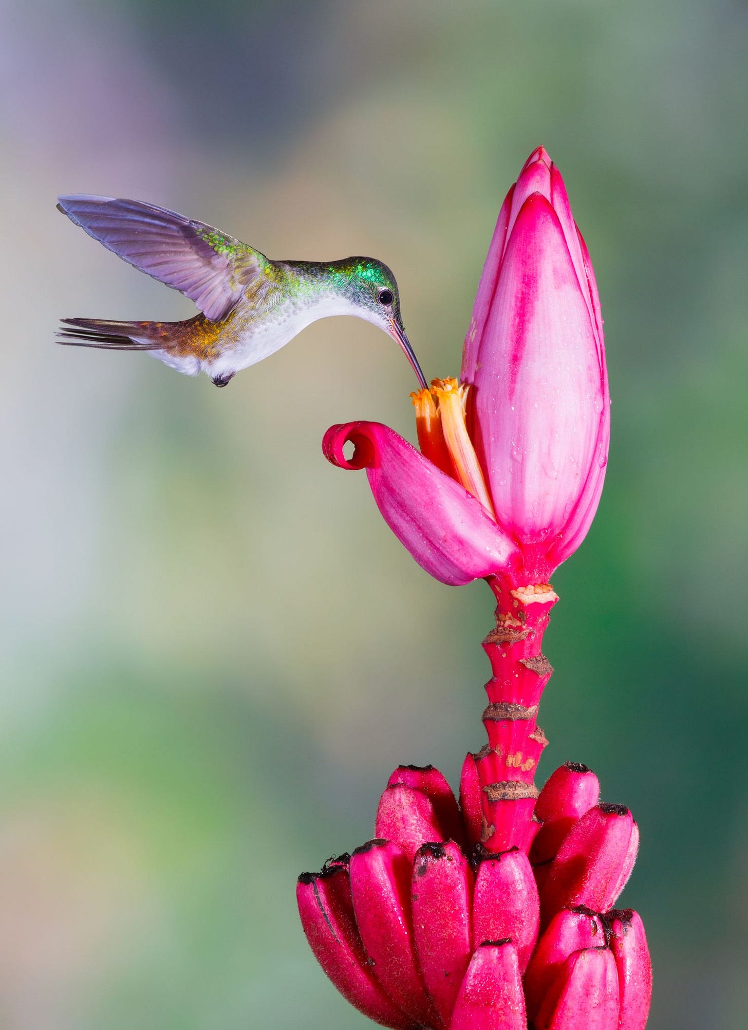 40 Hummingbirds Facts - How to Attract Hummingbirds