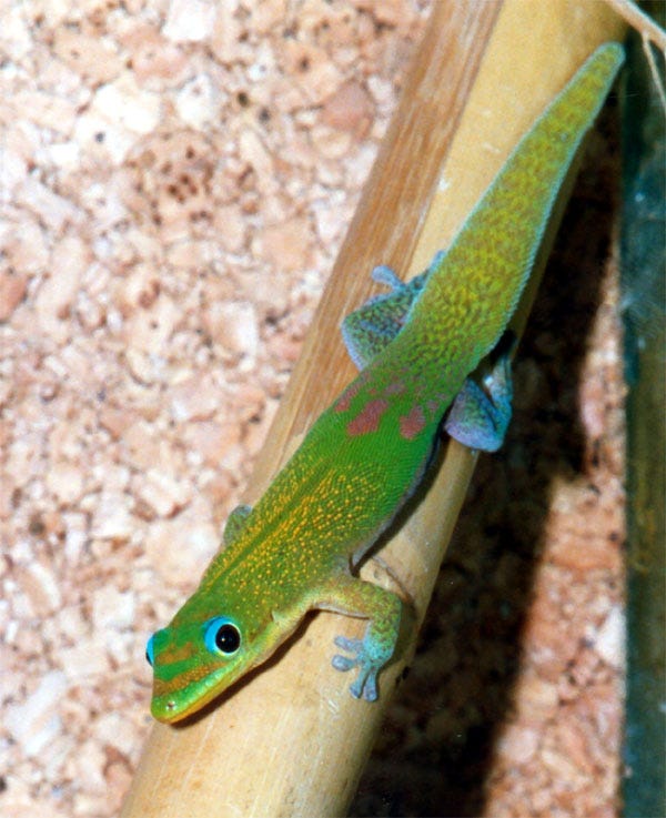 a picture of a green gecko with pink spots on face and hindquarters