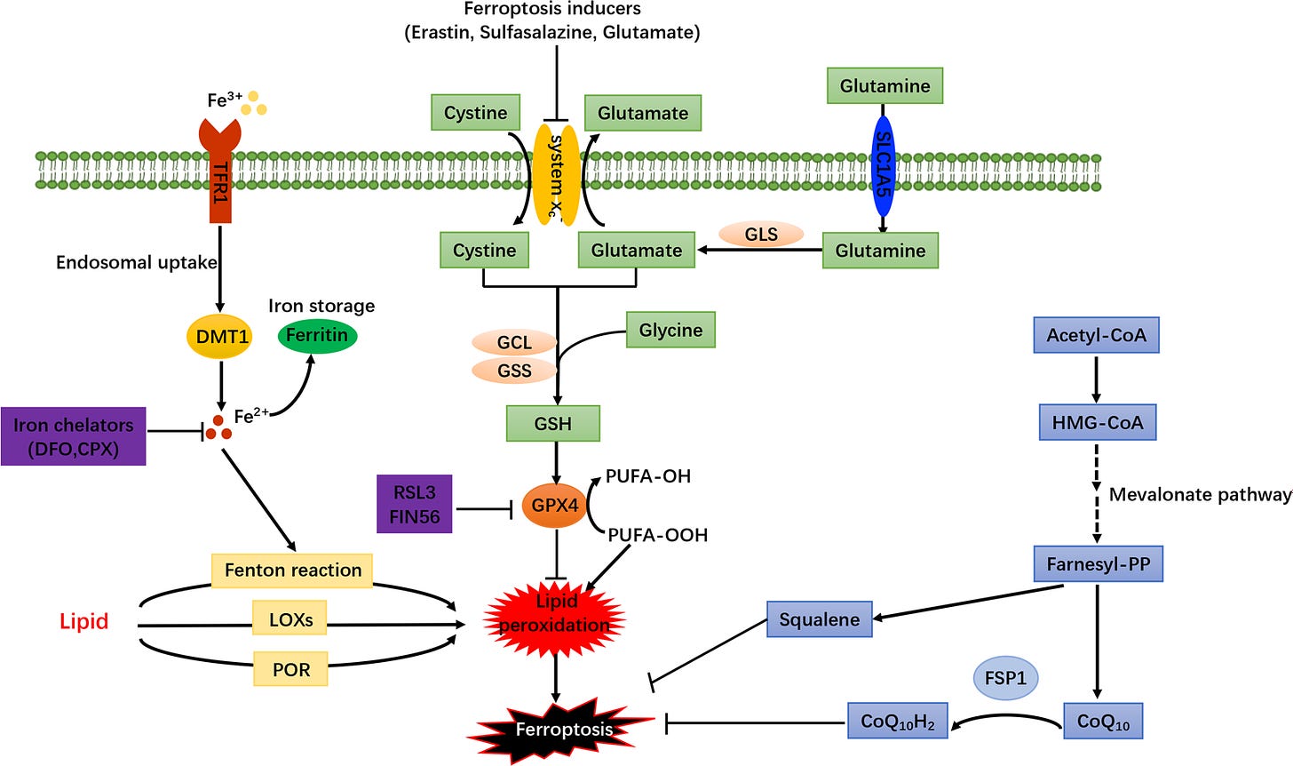 Ferroptosis: a cell death connecting oxidative stress, inflammation and  cardiovascular diseases | Cell Death Discovery