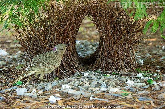 Stock photo of Great bowerbird (Chlamydera nuchalis) male tending to bower  decorated with…. Available for sale on www.naturepl.com