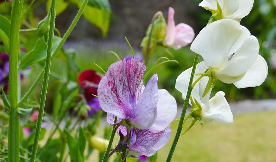 6 Easy Tips for Growing Sweet Peas • Lovely Greens