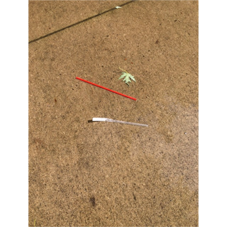 A few straws and a leaf on the ground

Description automatically generated