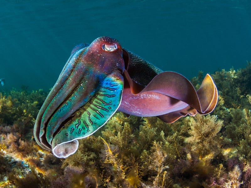Huge numbers of cuttlefish begin to gather in South Australia