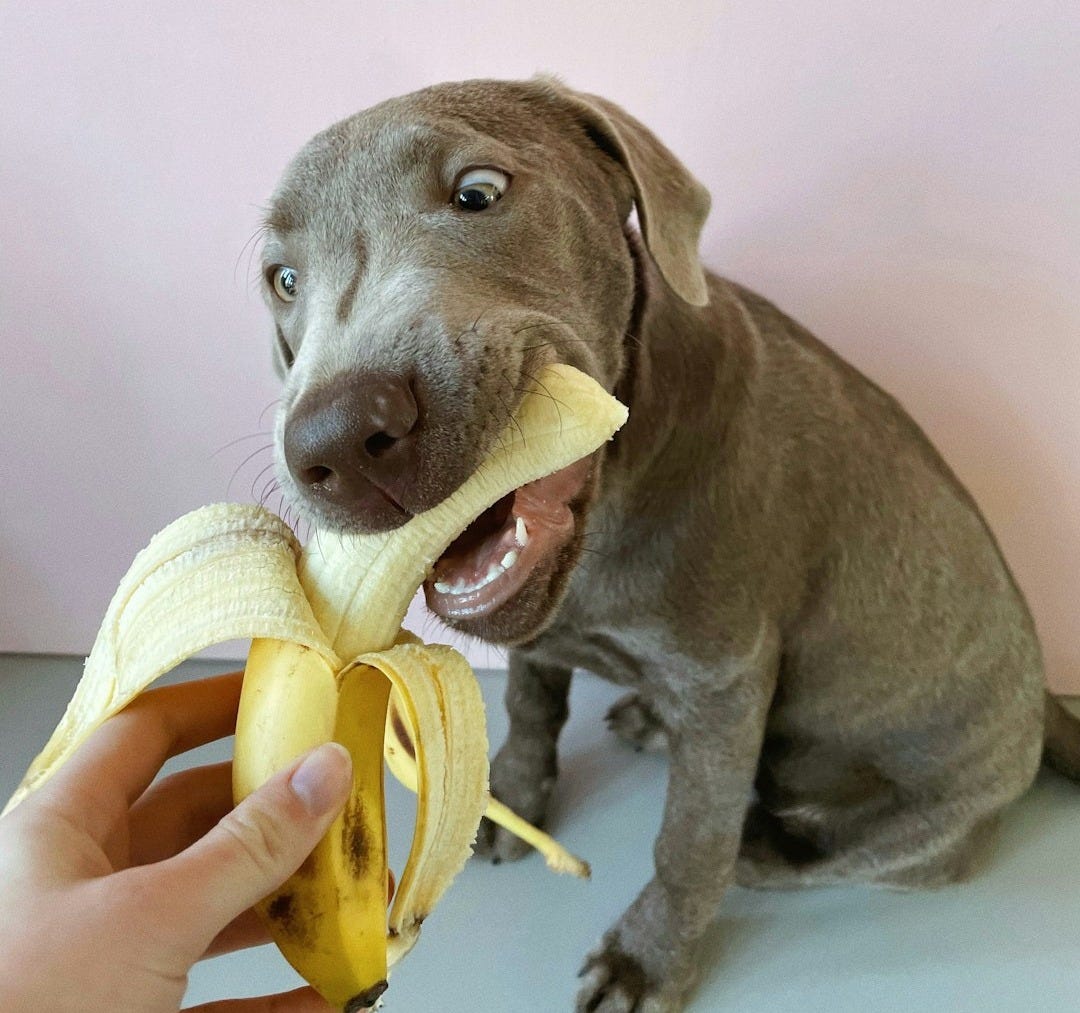 a dog is eating a banana with its mouth a dog is eating a banana with its mouth