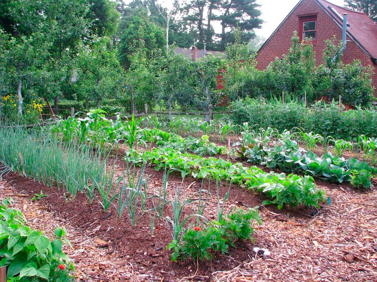 How to start a vegetable garden: The basics - cleveland.com
