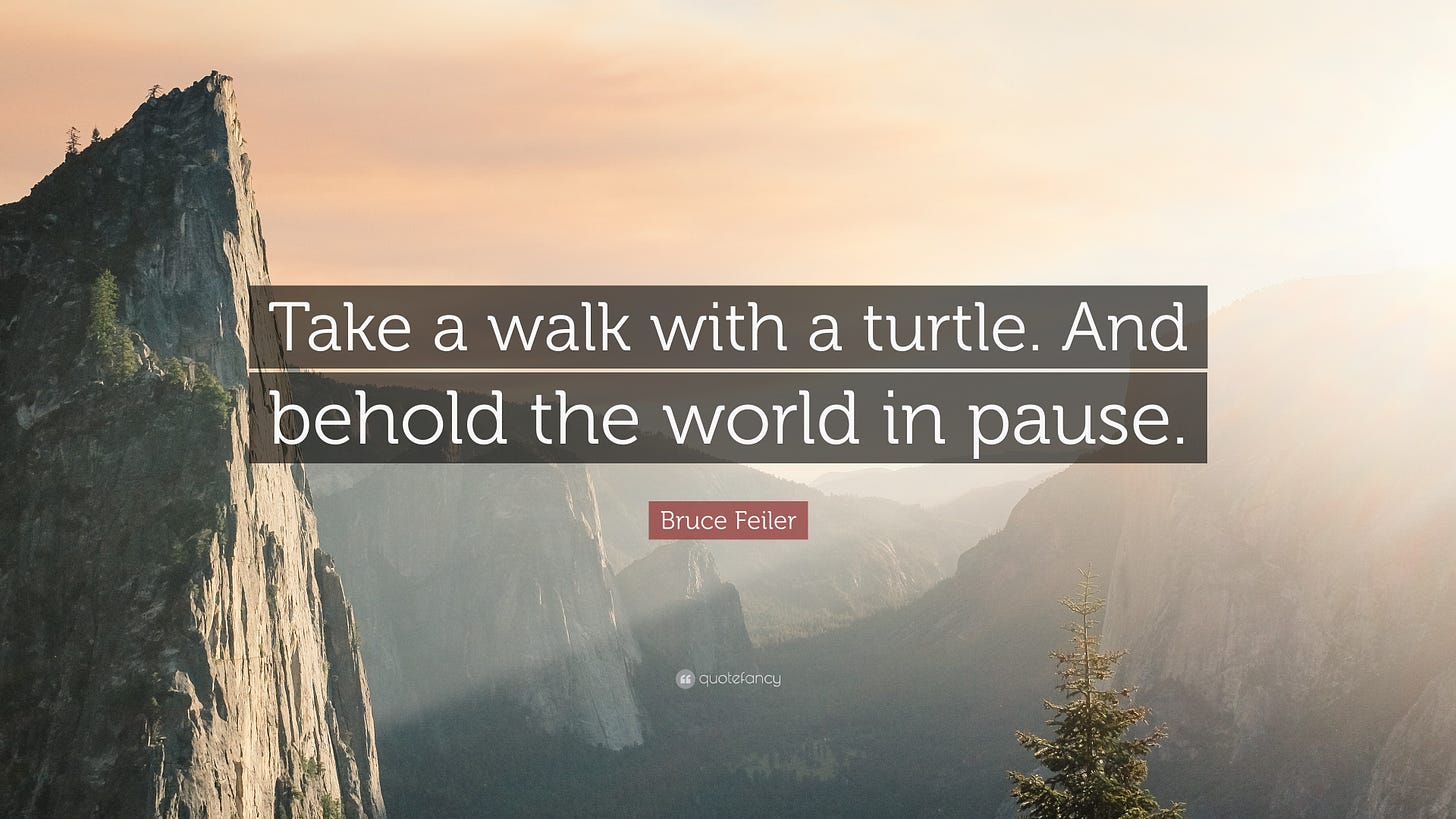 Bruce Feiler Quote: “Take a walk with a turtle. And behold the world in  pause.”
