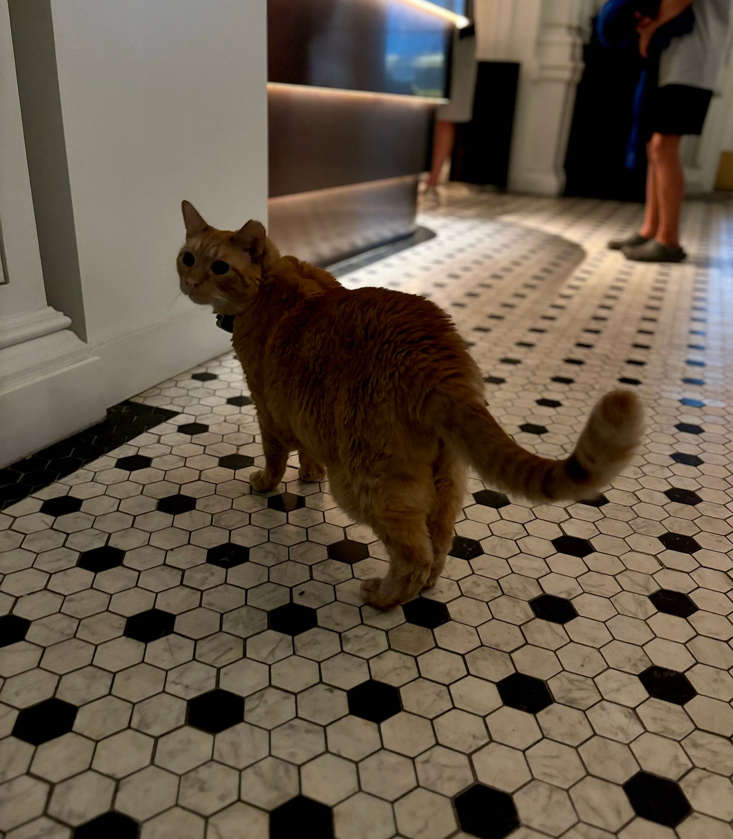 An organge cat on a black and white tile floor. There is a reception desk behind him and the legs of tourist blurry but visible to the right. His body is large and extremely flouffy. His tail is towards the camera but he is turned, gazing concernedly to the left. From this angle, one can just make out his very dapper bow tie.