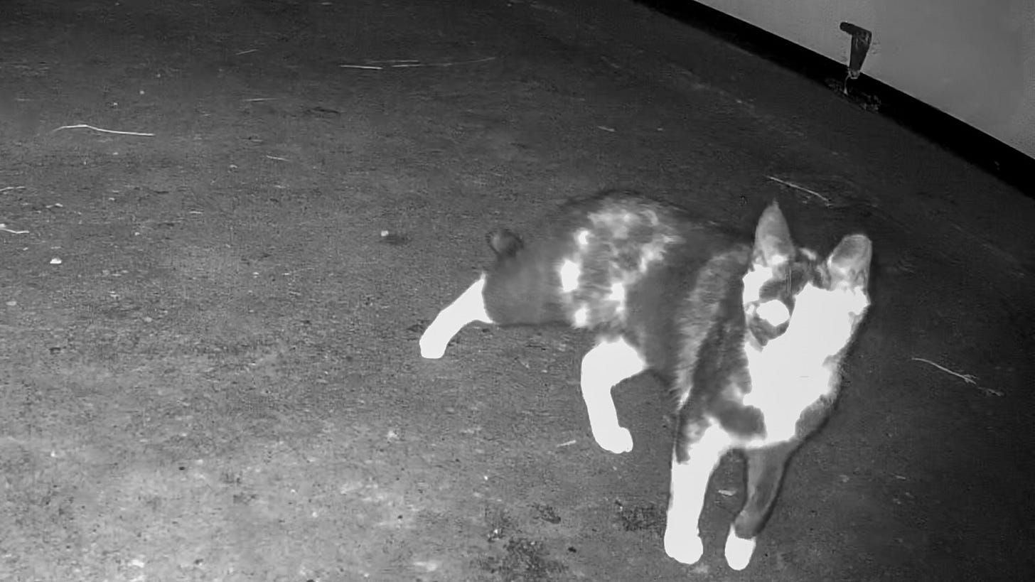 Calico cat Betty escaped outside, caught on game camera outside her home
