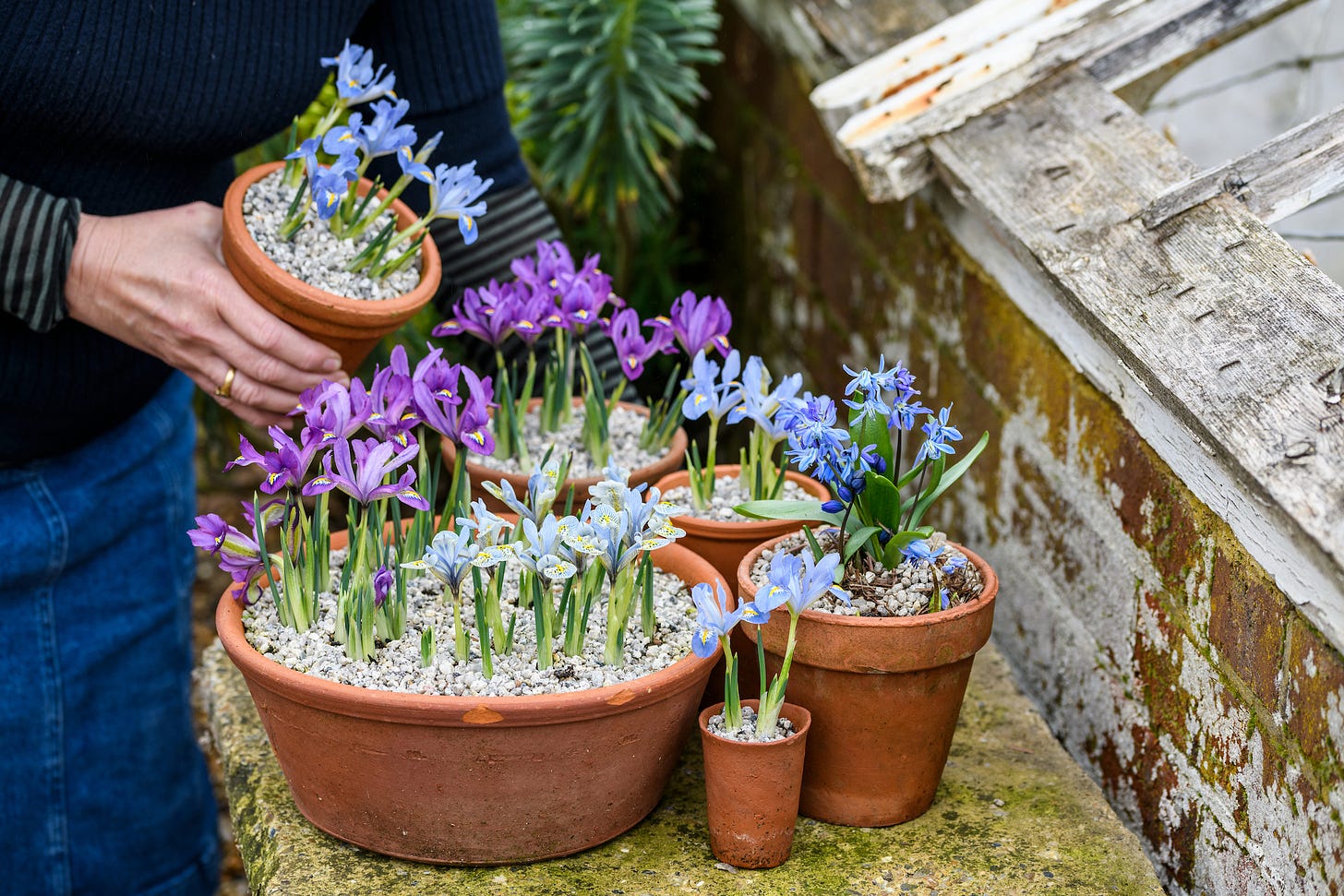 pretty iris bulbs in terracotta pots