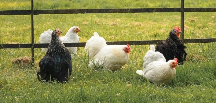 A group of chickens in a fenced in area

Description automatically generated