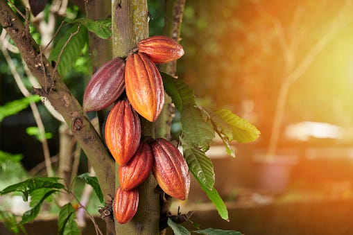 Orange color cacao pods