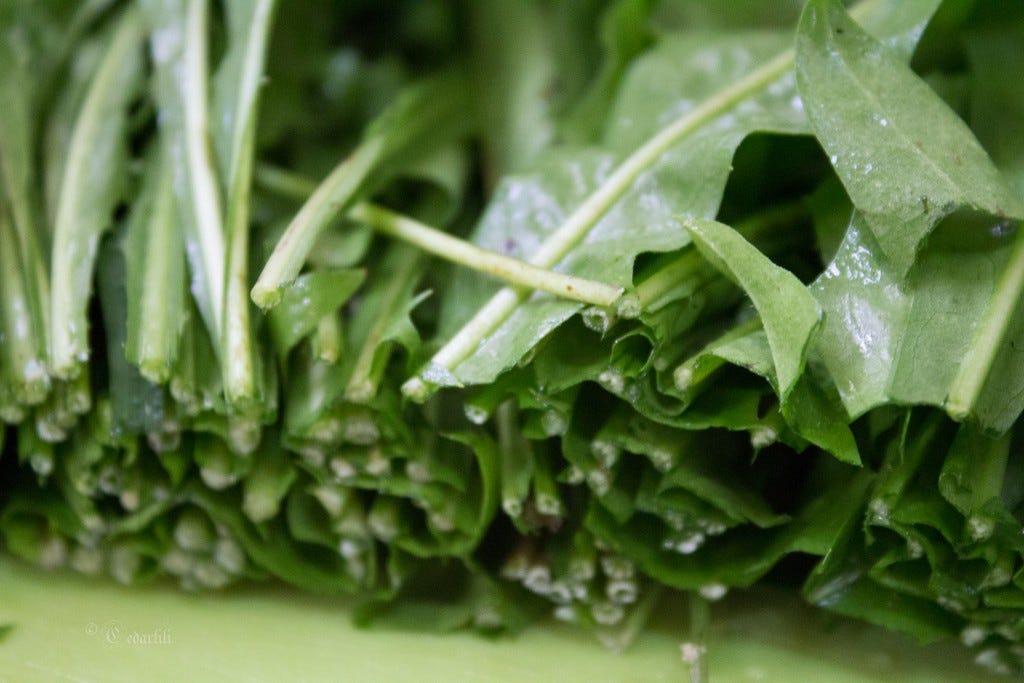 Chicory leaves