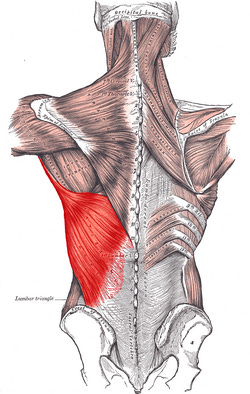 Latissimus dorsi muscle - Wikipedia