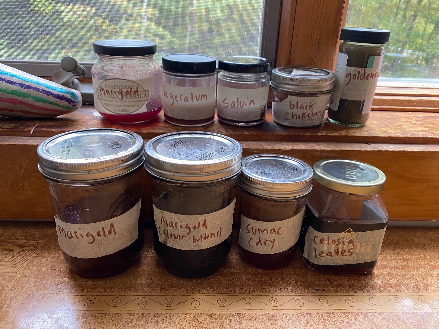 Jars of ink I’ve made with plants lined up on a windowsill, labeled with the ingredient—salvia, marigold, ageratum, sumac, chokeberry, goldenrod, celosia.