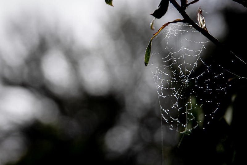 Dewy spider web clings to thorny branch. 